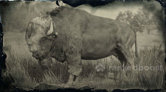 Red Dead Redemption 2 Bison
